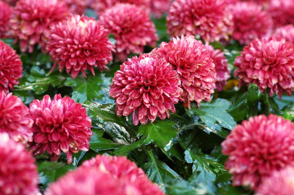 Chrysanthemen Blumen