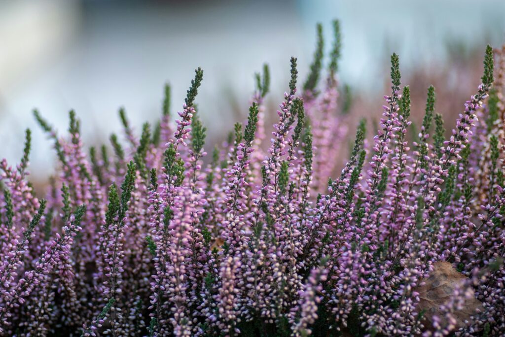 Heidekraut Blumen