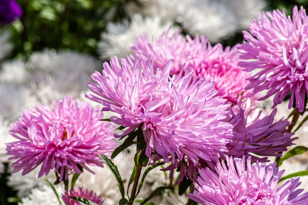 Herbstastern Blumen