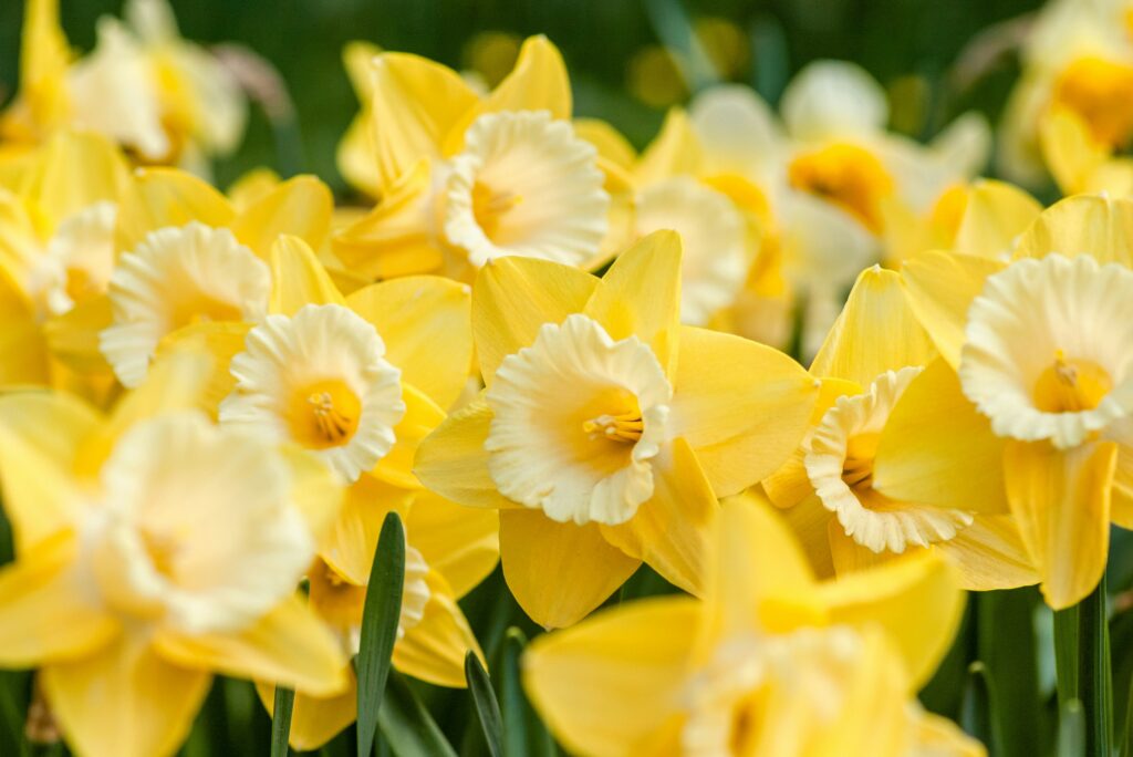 Narzisse Blume