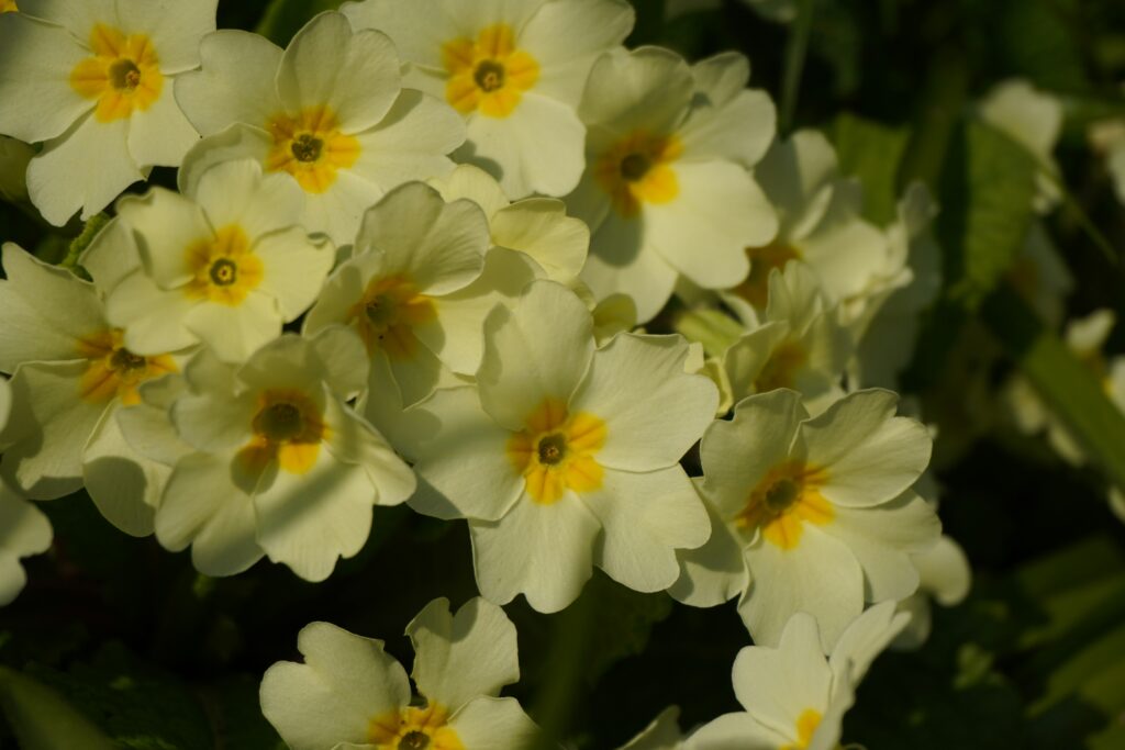 Primeln Blume