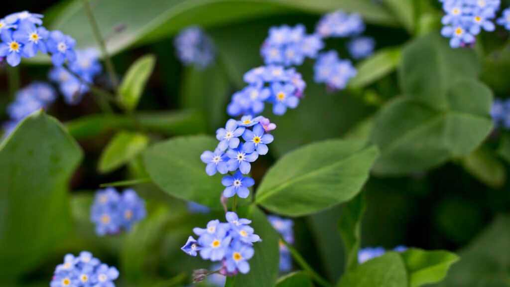 Vergissmeinnicht Blume