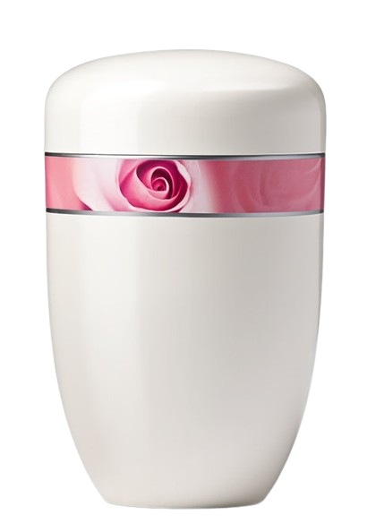 Rosenblüte